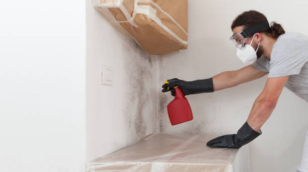 Professional Mold Cleanup technician working in Clementon, NJ